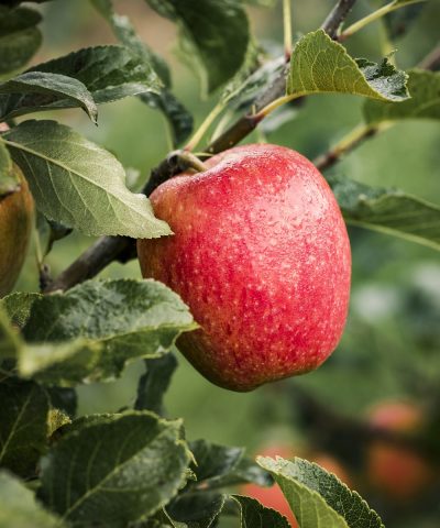 Tessa plukt Tessa: nieuw appelras rijp voor de oogst